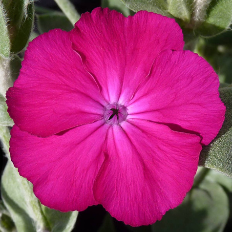 Firletka kwiecista Atrosanguinea (C2)