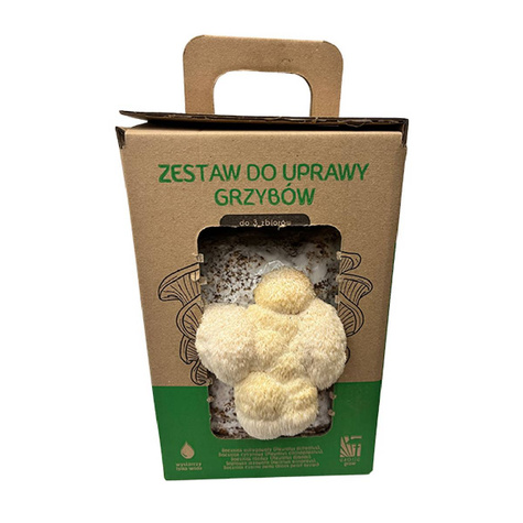 Soplówka jeżowata GROW KIT