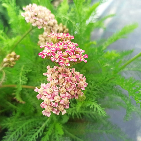 Krwawnik pospolity Cerise Queen (C2)