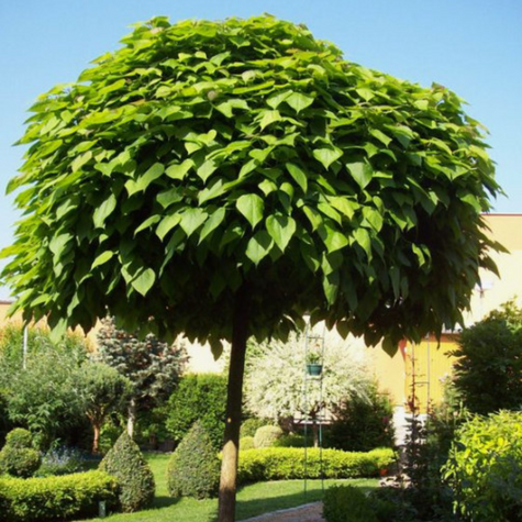 Katalpa Szczepiona Na Pniu Surmia Bignoniowa Nana