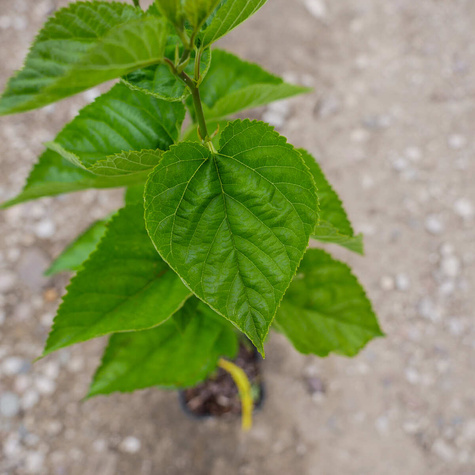 Morwa czerwona w doniczce dla diabetyków soki przetwory