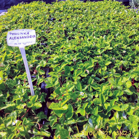 Poziomka pospolita Aleksandria Bradzo aromatyczna