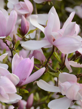 Magnolia Soulange'a Pinkie (C2)