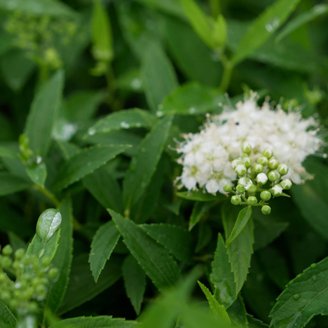 Tawuła japońska Albiflora (C2)