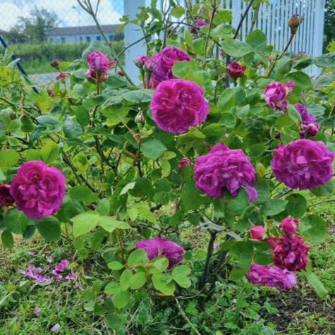 Róża historyczna Reine des Violettes pojemnik