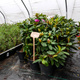 Rododendron Albert Schweitzer (C2)