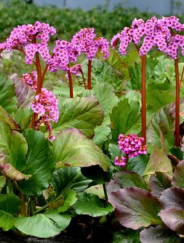 Bergenia sercowata Rotblum (C2)