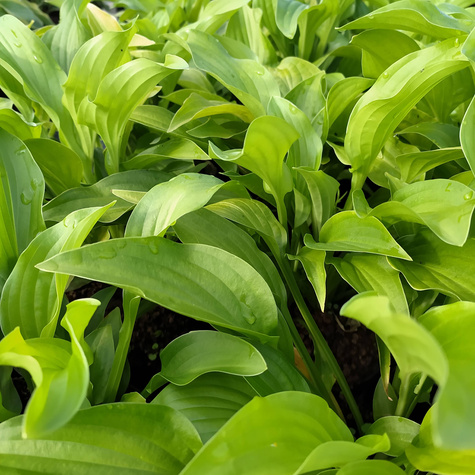 Funkia Hosta Royal Standard (C2)