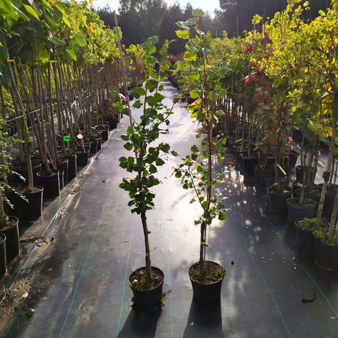 Lipa drobnolistna Greenspire