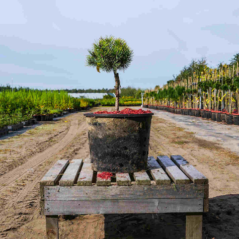 Sosna górska kosodrzewina Ophir