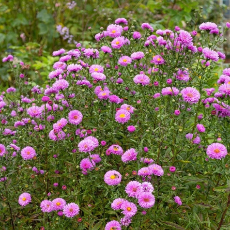 Aster nowobelgijski Patricia Ballard (C2)