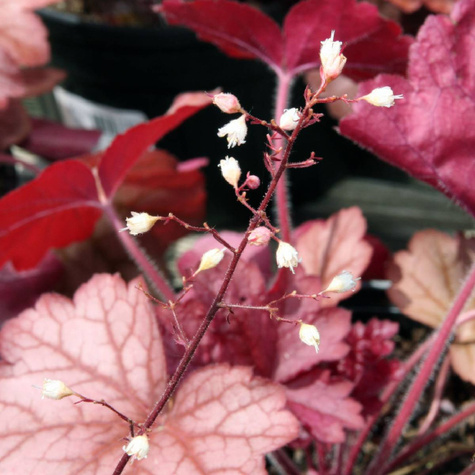 Żurawka Georgia Peach (C2)