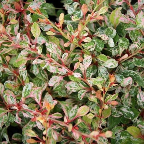 Berberys Thunberga Natasha (C2)