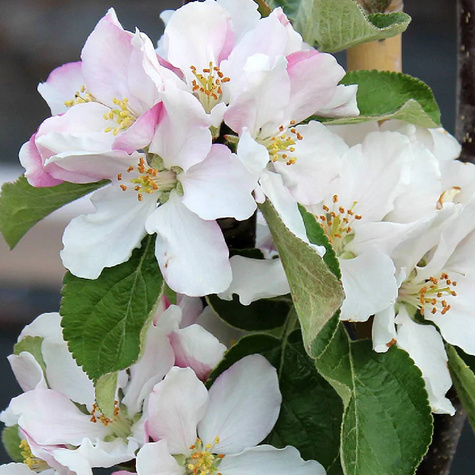 Jabłoń kolumnowa Flamenco Plant Pack