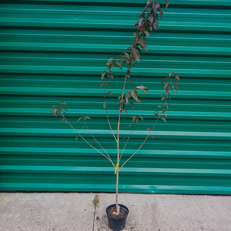 Wiśnia Piłkowana Royal Burgundy Krzaczasta NP (C2)