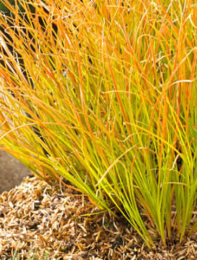 Turzyca ceglasta Prairie Fire (P9)