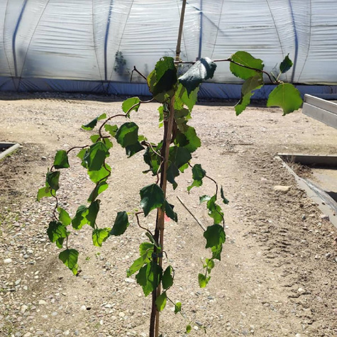 Brzoza brodawkowata 'Spidre Alley' Pa120