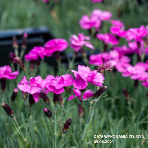 Goździk Siny Amarant (C2)