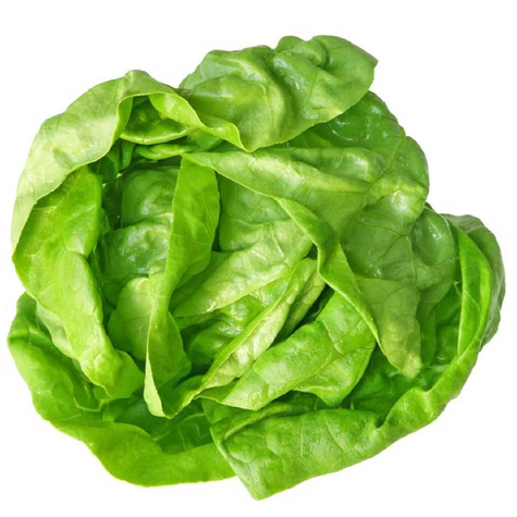 Sałata na cięte listki Bionda a Foglia gładki liść 1g MINI OGRÓD