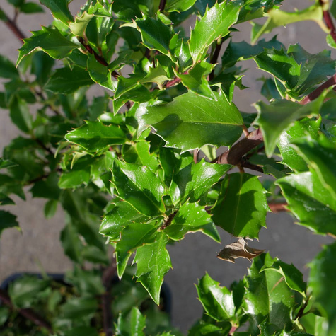 Ostrokrzew Blue Prince męski (C2)