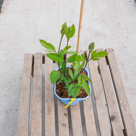 Powojnik Clematis bylinowy Arabella