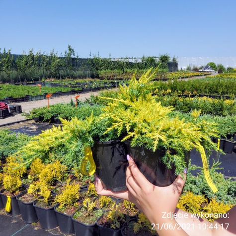 Jałowiec pośredni Goldkissen (C2)