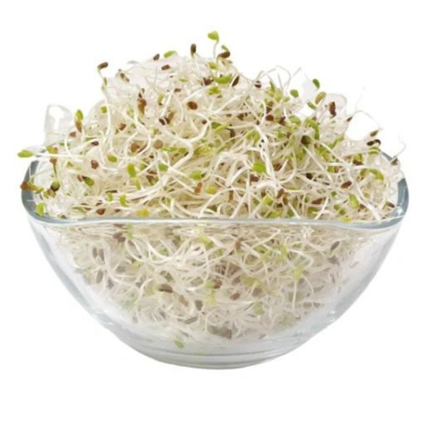 Lucerna nasiona na kiełki 20g