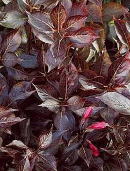 Krzewuszka cudowna 'Ruby Queen' (C2)