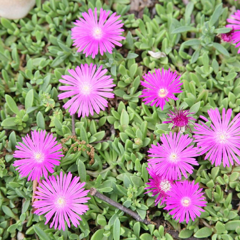 Przypołudnik Coopera Table Mountain (P9)