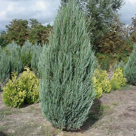 Jałowiec skalny Skyrocket (P9)