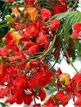 Płomień Afryki Wianowłostka królewska 4g nasiona