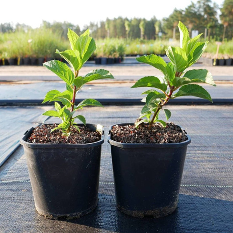 Hortensja bukietowa Silver Dollar (C1.7)