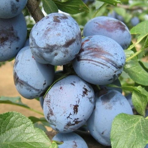 Zestaw startowy drzewek do sadu owocowego 4 szt Najlepsze Stare Odmiany