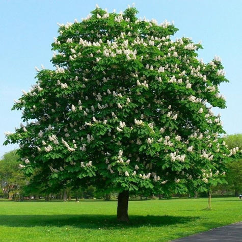 Kasztanowiec biały zwyczajny (C2)