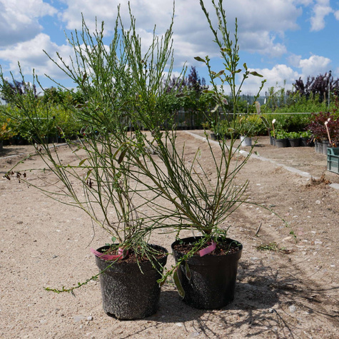 Szczodrzeniec Żarnowiec miotlasty Boskoop Ruby (C2)