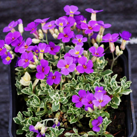 Żagwin ogrodowy Dr Mules Variegated (C2)