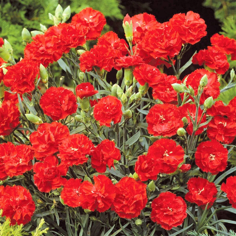 Goździk ogrodowy Sweet Pleasure Dark Red (C2)