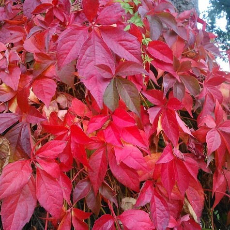 Winobluszcz zaroślowy pięciolistkowy Miododajny doniczka C2