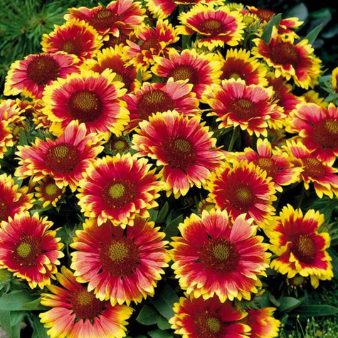 Dzianwa trwała Gailardia oścista mix1g