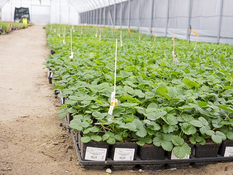 Poziomka chilijska 'Chaval'