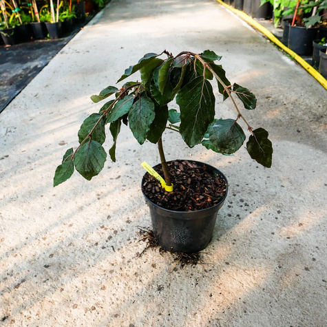 Buk pospolity Black Swan