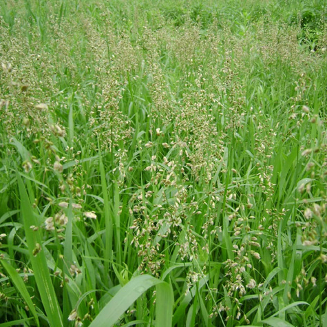 Turówka wonna Żubrówka