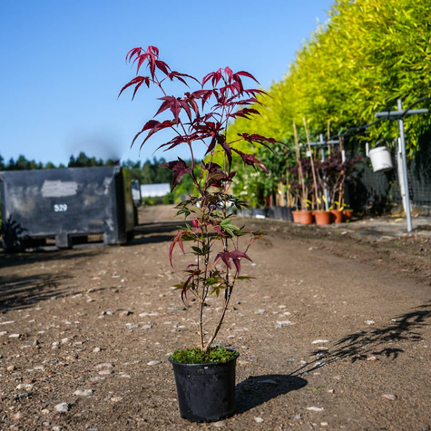 Klon palmowy Atropurpureum (C2)