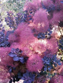 Perukowiec podolski Royal Purple (C2)
