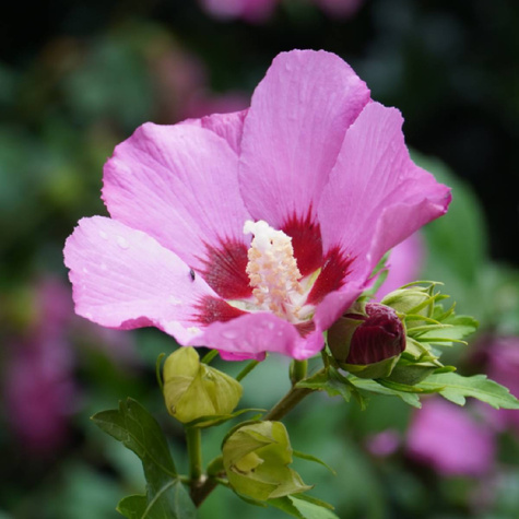 Ketmia syryjska Mauve Queen (C2)
