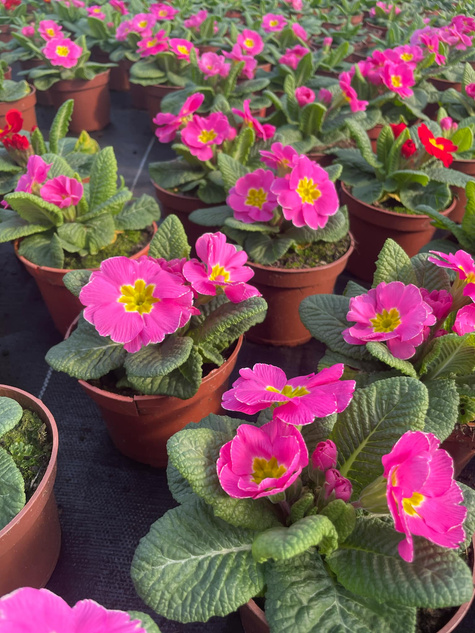 Prymulka Pierwiosnek ciemnoróżowa sadzonka w doniczce