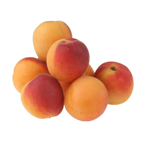 Morela Big Red w doniczce (C2)