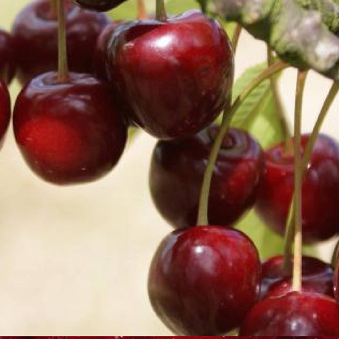 Wiśnia Na kompot Sok Plant Pack