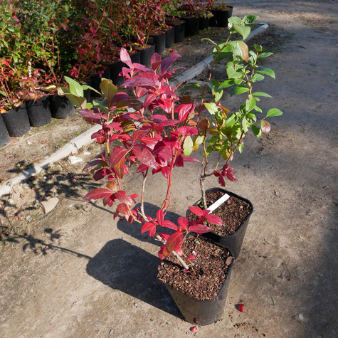 Borówka amerykańska Earliblue wczesna (C5)