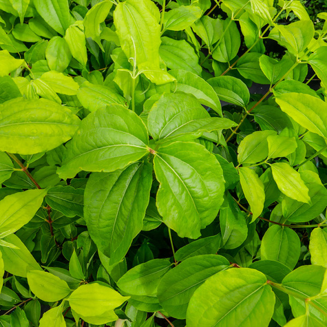 Heptakodium chińskie Wonne Niesamowite (C2)